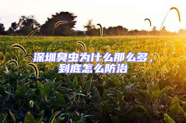 深圳臭蟲為什么那么多，到底怎么防治