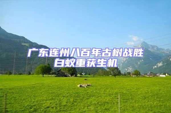 廣東連州八百年古樹戰(zhàn)勝白蟻重獲生機(jī)