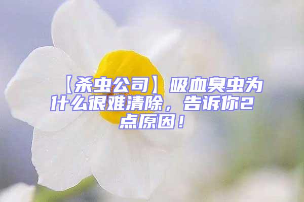 【殺蟲公司】吸血臭蟲為什么很難清除，告訴你2點(diǎn)原因！