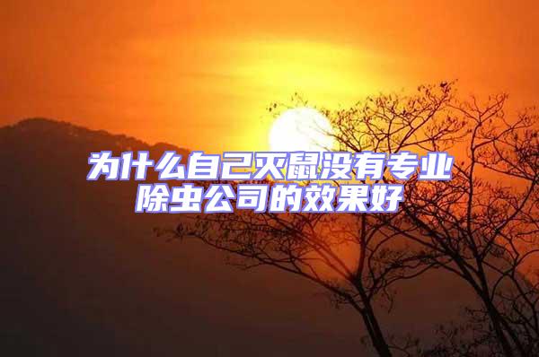 為什么自己滅鼠沒有專業除蟲公司的效果好