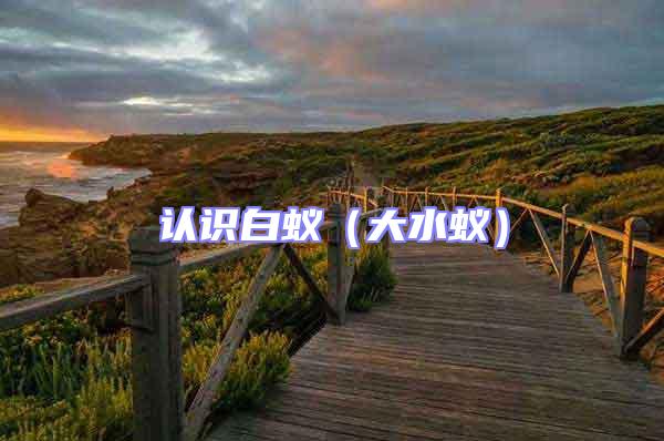 認識白蟻（大水蟻）