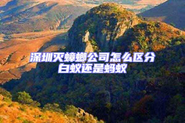 深圳滅蟑螂公司怎么區分白蟻還是螞蟻