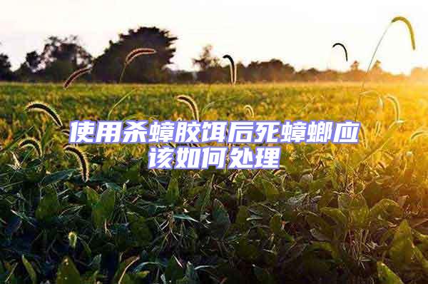 使用殺蟑膠餌后死蟑螂應該如何處理