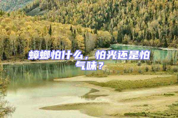蟑螂怕什么，怕光還是怕氣味？