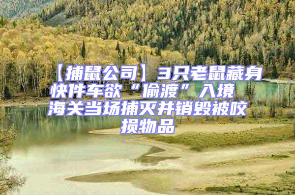 【捕鼠公司】3只老鼠藏身快件車欲“偷渡”入境 海關(guān)當(dāng)場(chǎng)捕滅并銷毀被咬損物品