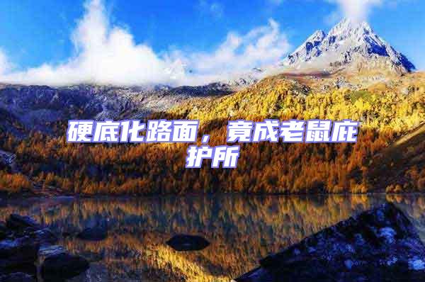 硬底化路面，竟成老鼠庇護所