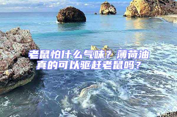 老鼠怕什么氣味？薄荷油真的可以驅(qū)趕老鼠嗎？