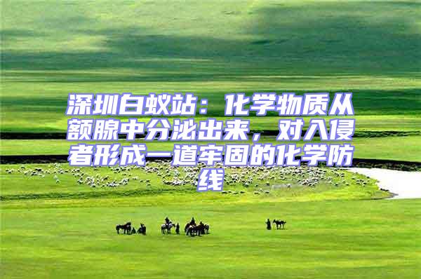 深圳白蟻站：化學(xué)物質(zhì)從額腺中分泌出來，對入侵者形成一道牢固的化學(xué)防線