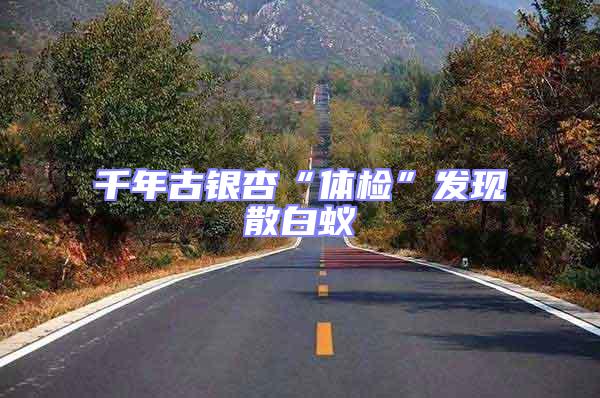 千年古銀杏“體檢”發現散白蟻