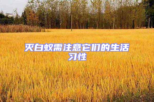 滅白蟻需注意它們的生活習性