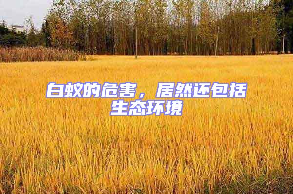 白蟻的危害，居然還包括生態環境