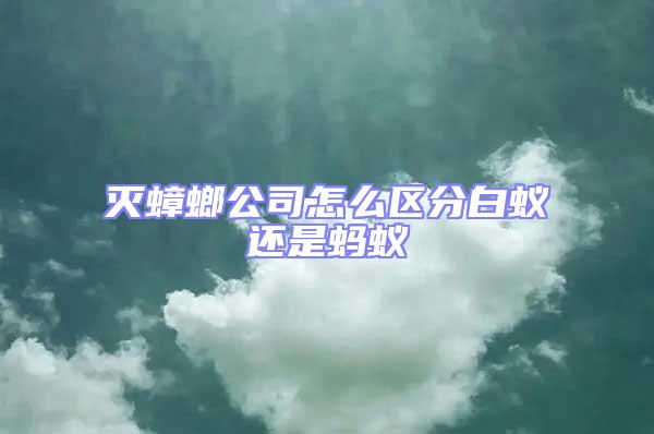 滅蟑螂公司怎么區(qū)分白蟻還是螞蟻