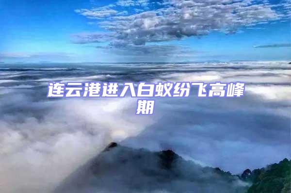 連云港進入白蟻紛飛高峰期