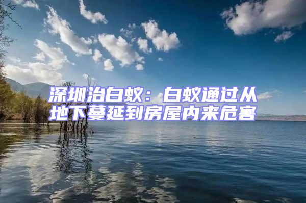 深圳治白蟻：白蟻通過從地下蔓延到房屋內來危害