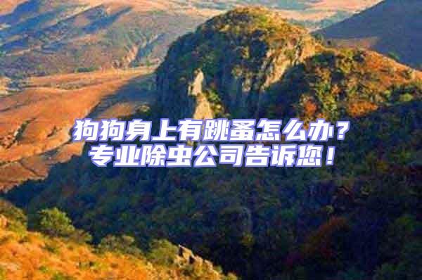 狗狗身上有跳蚤怎么辦？專業除蟲公司告訴您！