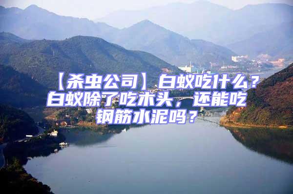 【殺蟲公司】白蟻吃什么？白蟻除了吃木頭，還能吃鋼筋水泥嗎？