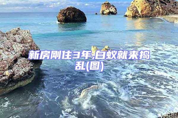 新房剛住3年,白蟻就來(lái)?yè)v亂(圖)