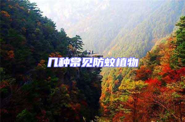 幾種常見(jiàn)防蚊植物