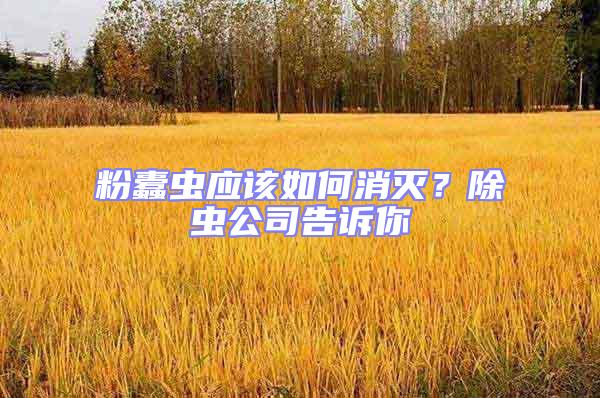 粉蠹蟲應該如何消滅？除蟲公司告訴你
