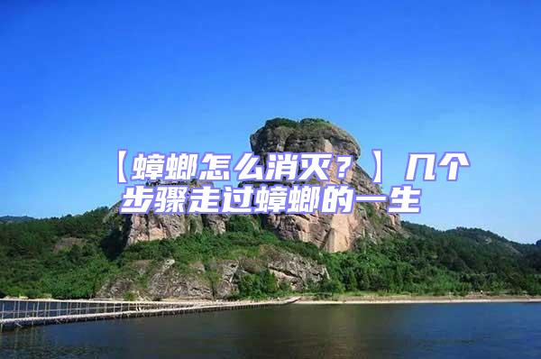 【蟑螂怎么消滅？】幾個步驟走過蟑螂的一生