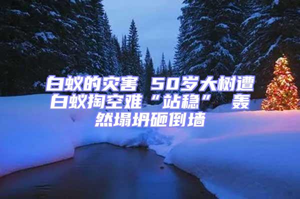 白蟻的災害 50歲大樹遭白蟻掏空難“站穩(wěn)” 轟然塌坍砸倒墻