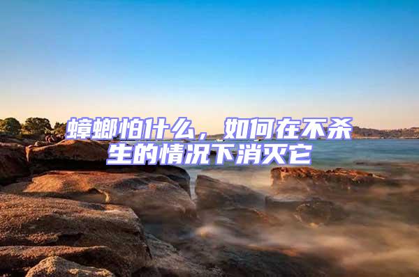 蟑螂怕什么，如何在不殺生的情況下消滅它