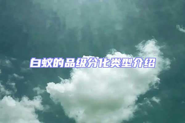 白蟻的品級分化類型介紹