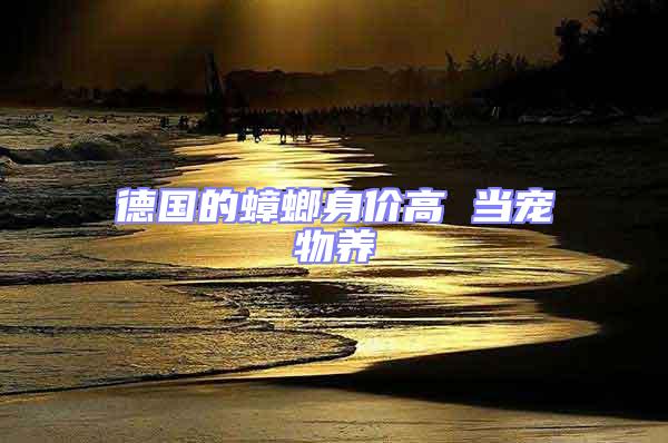 德國的蟑螂身價高 當寵物養