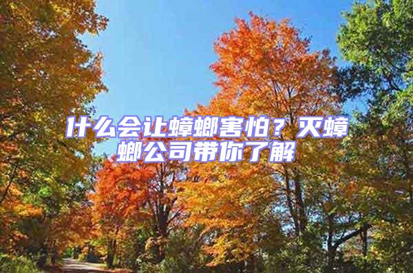 什么會讓蟑螂害怕？滅蟑螂公司帶你了解