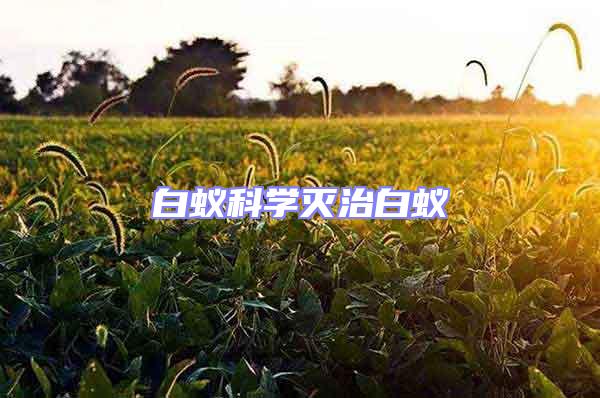 白蟻科學滅治白蟻