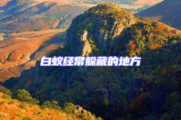 白蟻經(jīng)常躲藏的地方