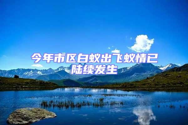 今年市區白蟻出飛蟻情已陸續發生