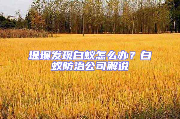 堤壩發現白蟻怎么辦？白蟻防治公司解說