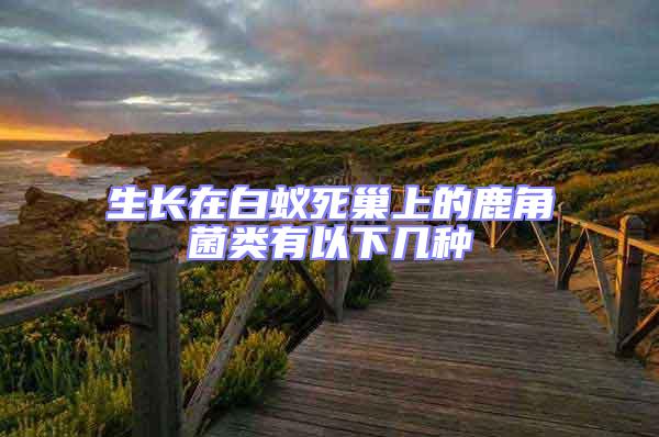 生長(zhǎng)在白蟻死巢上的鹿角菌類有以下幾種