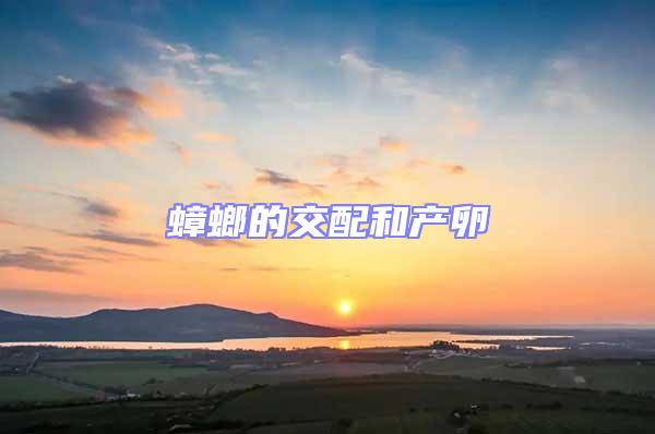 蟑螂的交配和產卵