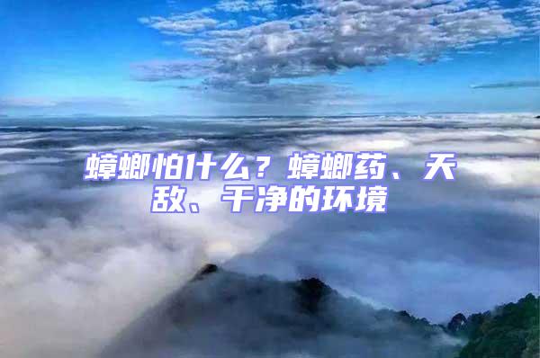 蟑螂怕什么？蟑螂藥、天敵、干凈的環(huán)境