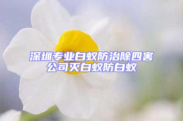 深圳專業白蟻防治除四害公司滅白蟻防白蟻