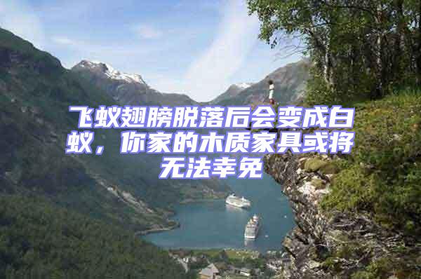 飛蟻翅膀脫落后會變成白蟻，你家的木質家具或將無法幸免