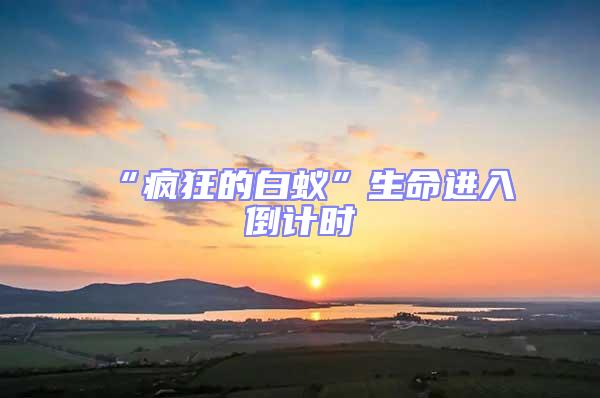 “瘋狂的白蟻”生命進(jìn)入倒計(jì)時(shí)