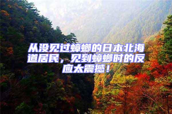 從沒見過蟑螂的日本北海道居民，見到蟑螂時的反應(yīng)太震撼！