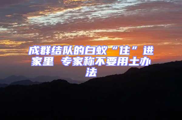 成群結(jié)隊的白蟻“住”進家里 專家稱不要用土辦法