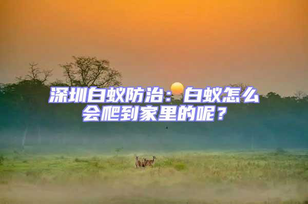 深圳白蟻防治：白蟻怎么會爬到家里的呢？