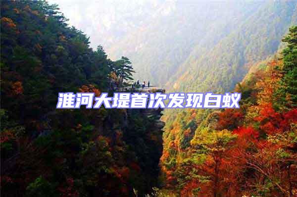 淮河大堤首次發現白蟻