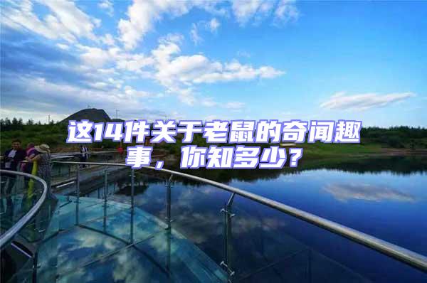 這14件關于老鼠的奇聞趣事，你知多少？