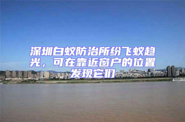 深圳白蟻防治所紛飛蟻趨光，可在靠近窗戶的位置發(fā)現它們