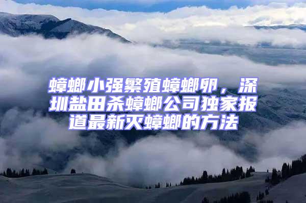 蟑螂小強(qiáng)繁殖蟑螂卵，深圳鹽田殺蟑螂公司獨(dú)家報(bào)道最新滅蟑螂的方法