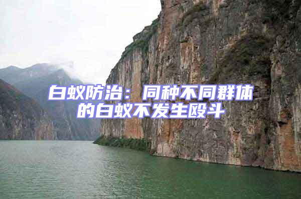 白蟻防治：同種不同群體的白蟻不發生毆斗