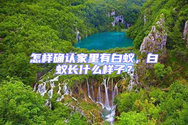 怎樣確認(rèn)家里有白蟻，白蟻長什么樣子？