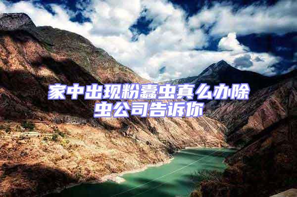 家中出現粉蠹蟲真么辦除蟲公司告訴你