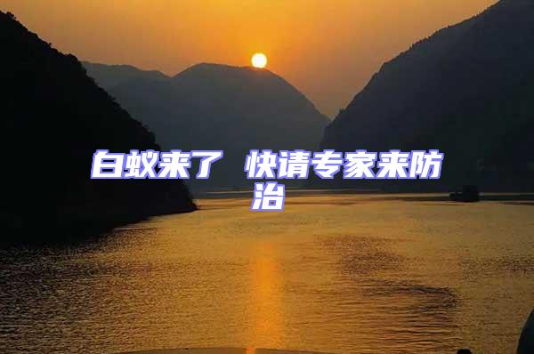 白蟻來了 快請(qǐng)專家來防治
